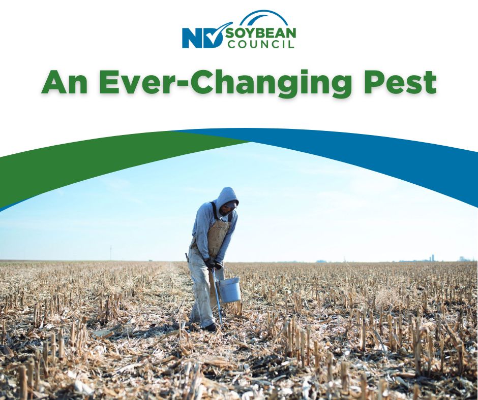 NDSoybean tweet media