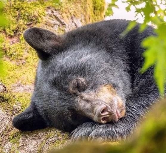 bearsdaily_'s tweet photo. https://t.co/m0fbX5Ojq0