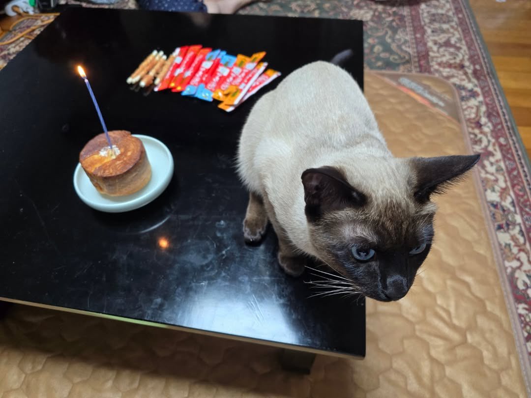 myseokryudan's tweet image. gia celebrating his birthday with a lil cake and lots of treats aww 🥹🎂