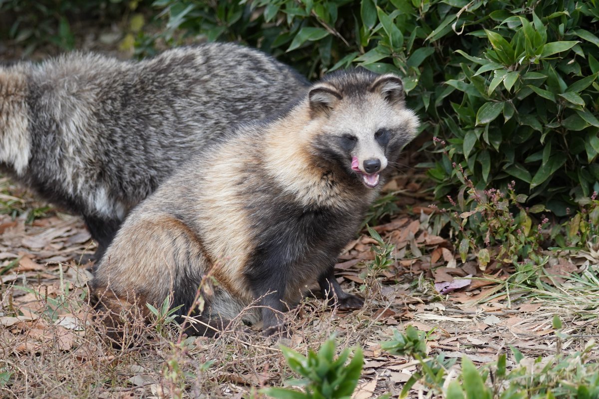 タヌキ愛好家の七倉/喪中/C107 31日 西1 つ24b委託 (@weisse_flugels