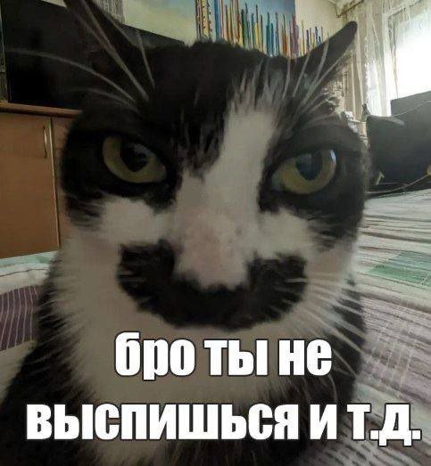 cats, i love cats (@catsilcats) on Twitter photo 