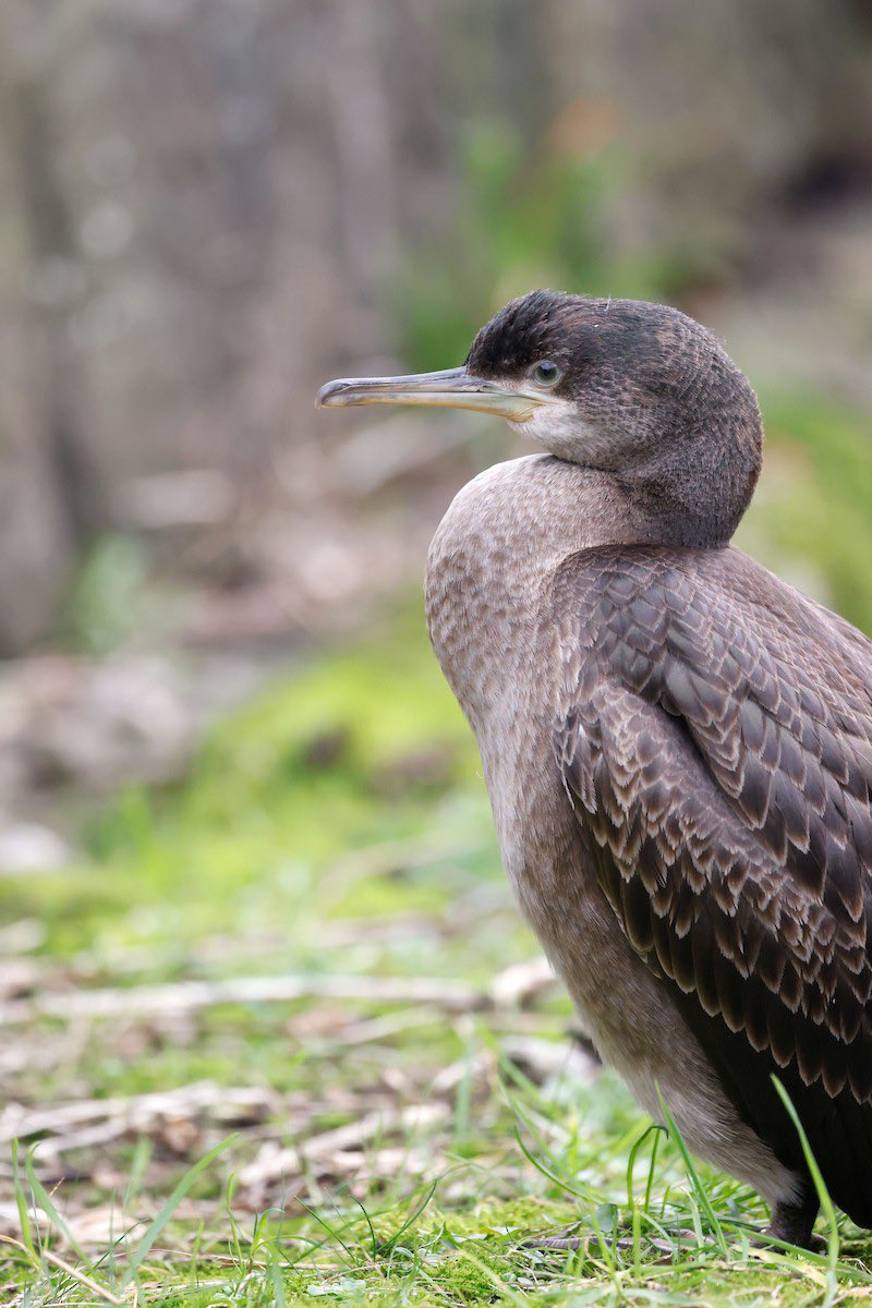 Daniel Branch tweet media