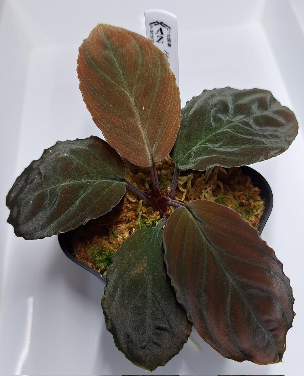 ヒ*ロ様 ❤️超元気❤️開花株❤️超大株❤️619【Ashwood】【親株】【E KAZZ (@p6TXOL6sYyPcWGQ) / Posts and Replies / X