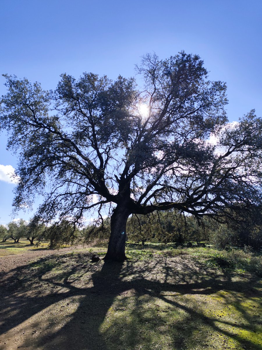 Los Árboles Mágicos ®️, (by Oscar Gaitan) tweet media