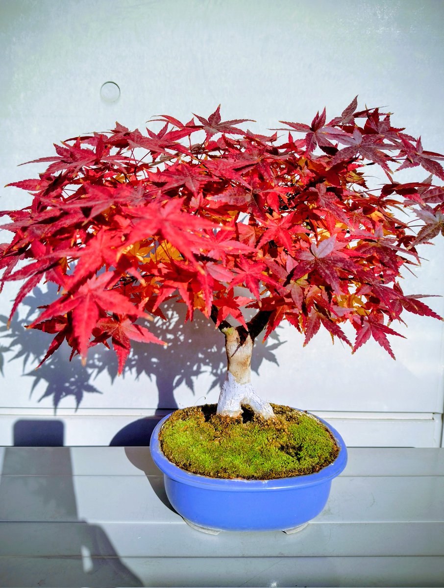 hepomodeler's tweet image. Maple bonsais 2025🍁 Yes, i should have pinched n removed more leaves (center)😅. #bonsai #maple