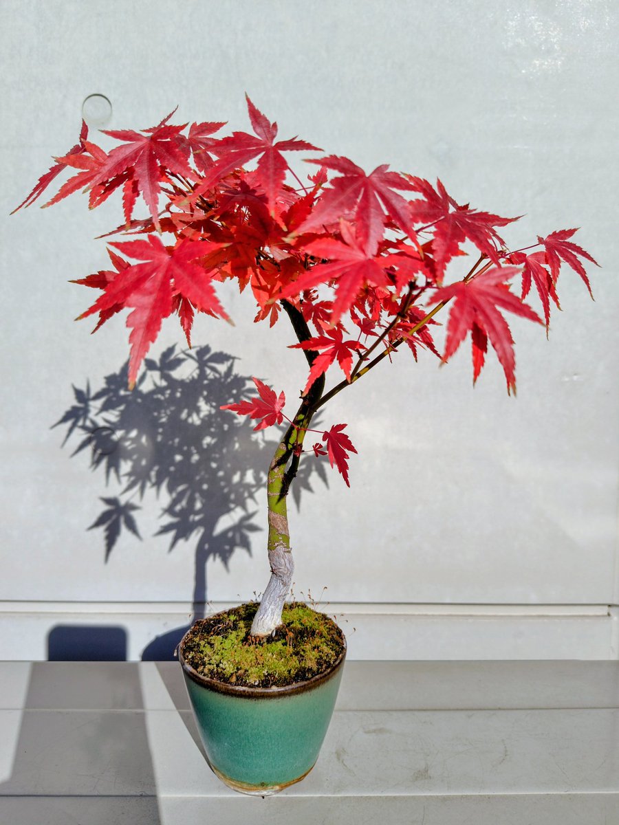 hepomodeler's tweet image. Maple bonsais 2025🍁 Yes, i should have pinched n removed more leaves (center)😅. #bonsai #maple