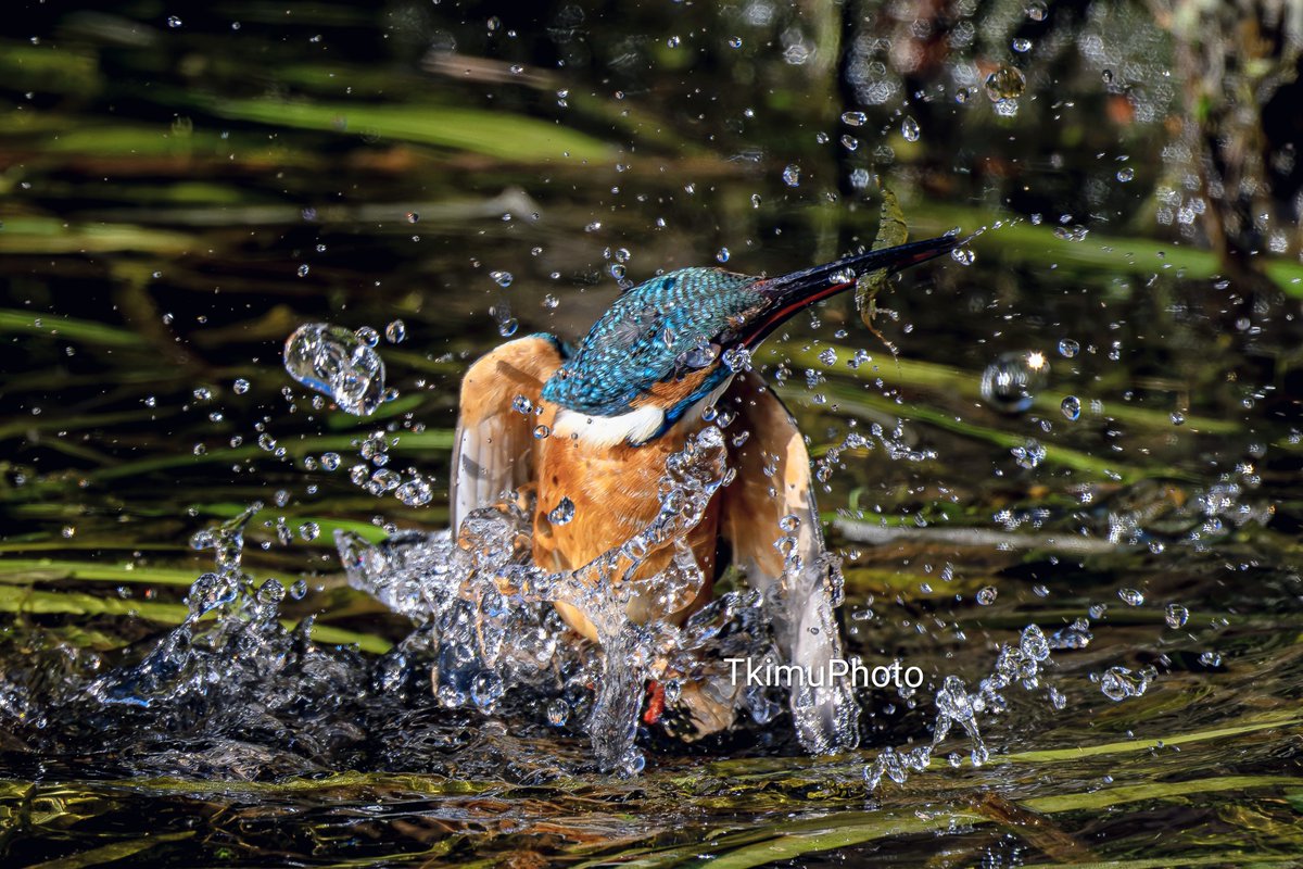ど派手にきめる 今年最後のカワセミ撮影になりそうです。天気も午後