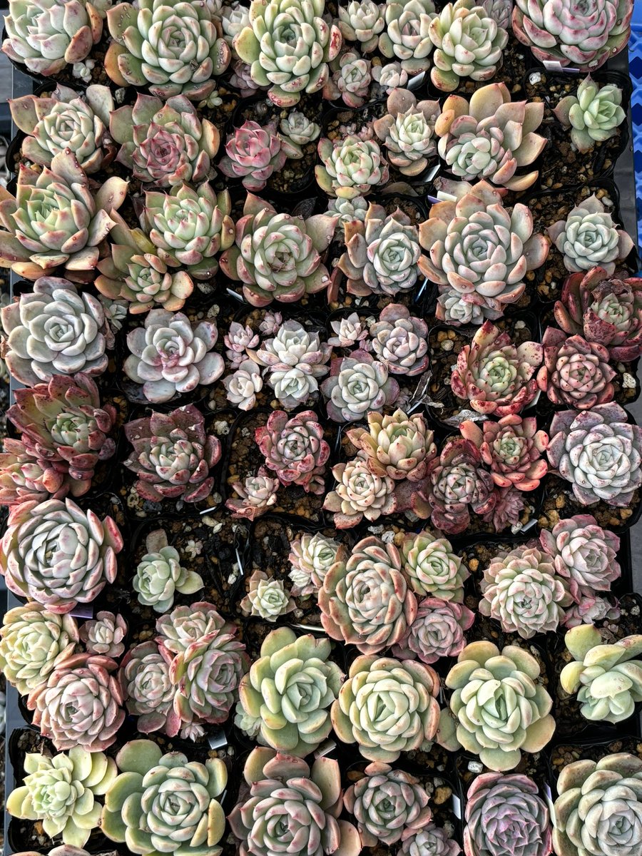 フォロワーさま300人プレゼント企画にご参加ありがとうございます꒰ ´͈ω`͈꒱♥️
初めての企画にご参加してくださり、とっても嬉しいです！
当選者の方の発表は、12/30になりますので、しばしお待ちください～🌱
敬称略ですみませんが、抜けてるなどあったら、教えてください～🙏🏻  ̖́-
穏やかな夜を🐈