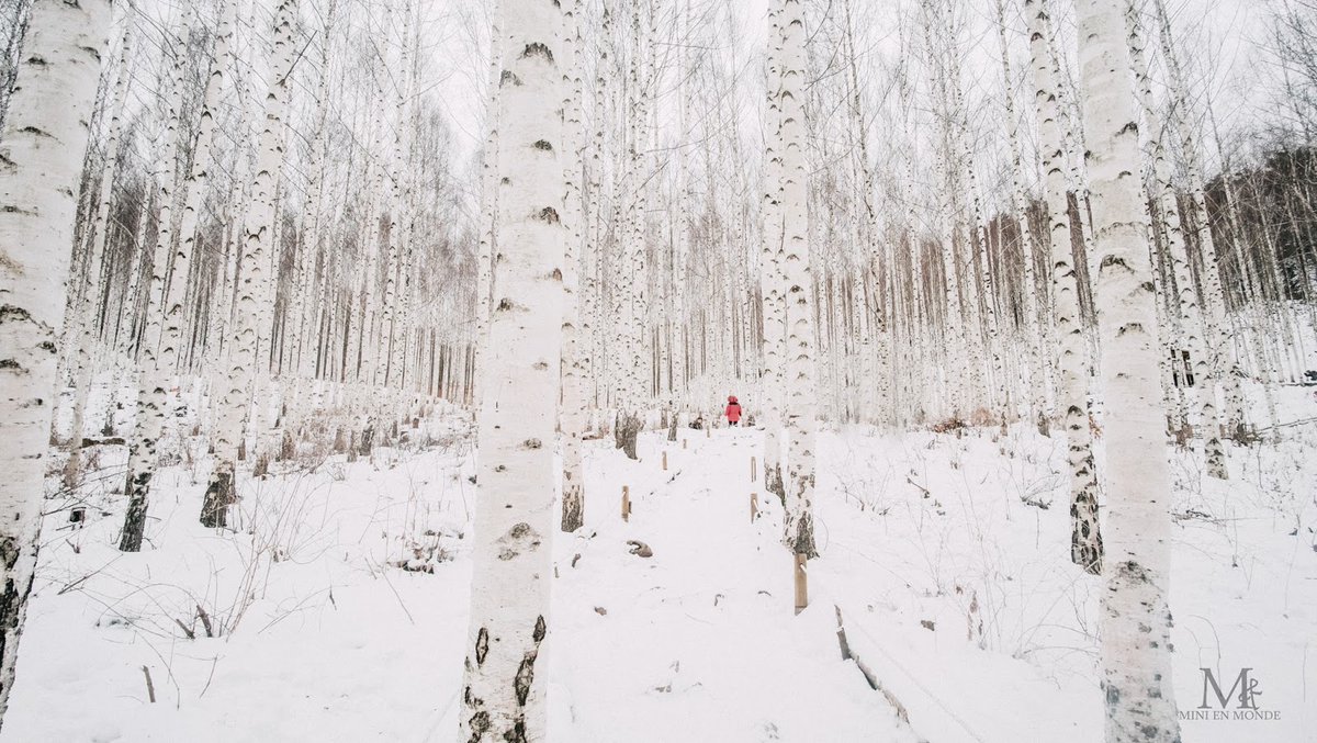 msrhealingroad's tweet photo. [Travel] Winter Wonderland - 'Wondaeri Birch Forest' in Inje County, Gangwon Province 2/2 ▶ https://t.co/ayKzy9Tny3 #Inje #AmazingInje #Wondaeri #BirchForest #WinterInKorea #RoadTripinKorea #ScenicDriveinKorea #MisiryeongHealingRoad #GangwonProvince https://t.co/Sy06jY20oN