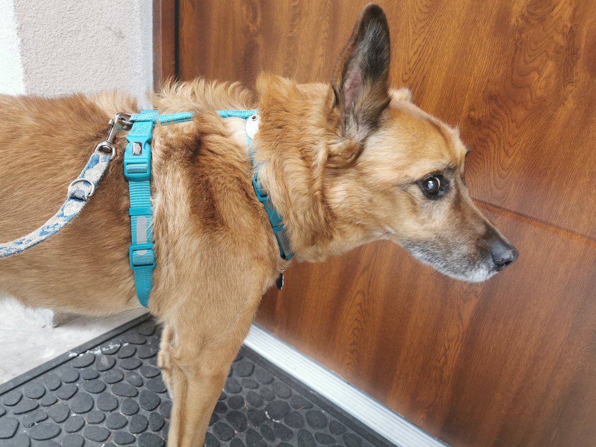 #Lucek cd. Wracamy od weta. Wymaz z ucha, _niestety_ idzie na cytologię... Zostaje czekać na wynik. Wet coś wspomniał o rezonansie i badaniu płynu mózgowo-rdzeniowego...Problem,finansowy też.Ostatnie dni #Zula, operacja #Kropka, #Porti dalsze leczenie, jego dyżur i badania... 🙁