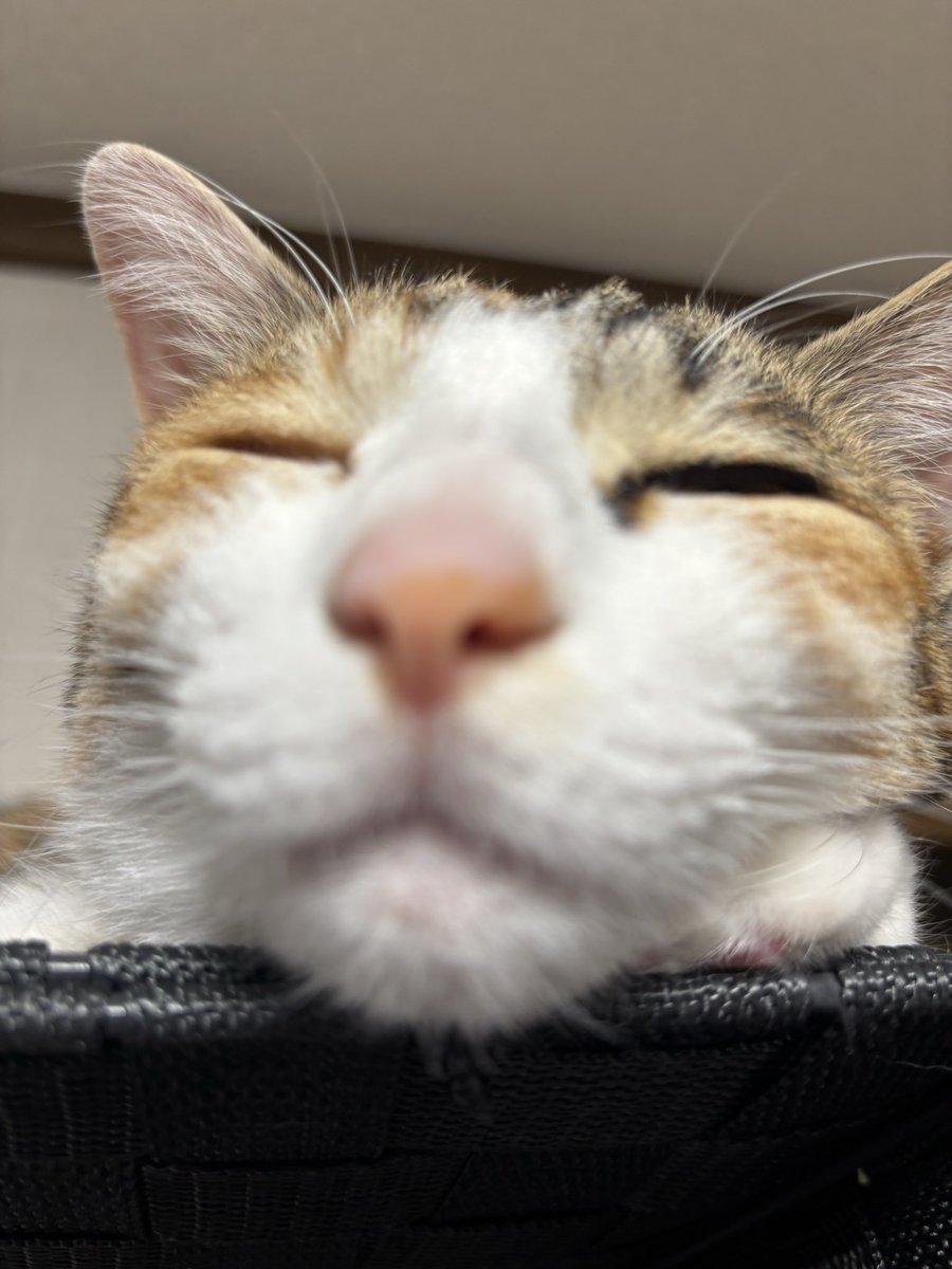 mimi__chan___'s tweet photo. 【自己紹介】
みみ♀(3歳) ┊キジ三毛

生後2ヶ月で保護猫としてお迎えしました！

耳が大きいので「みみ」です(笑)

普段はツンツンしてますが、たまにデレデレになるところが凄い可愛いです^ ^

今後も写真等投稿していきますので宜しくお願い致します🙇

#猫 #猫好きさんと繋がりたい  #保護猫 https://t.co/dqonaRRQaj