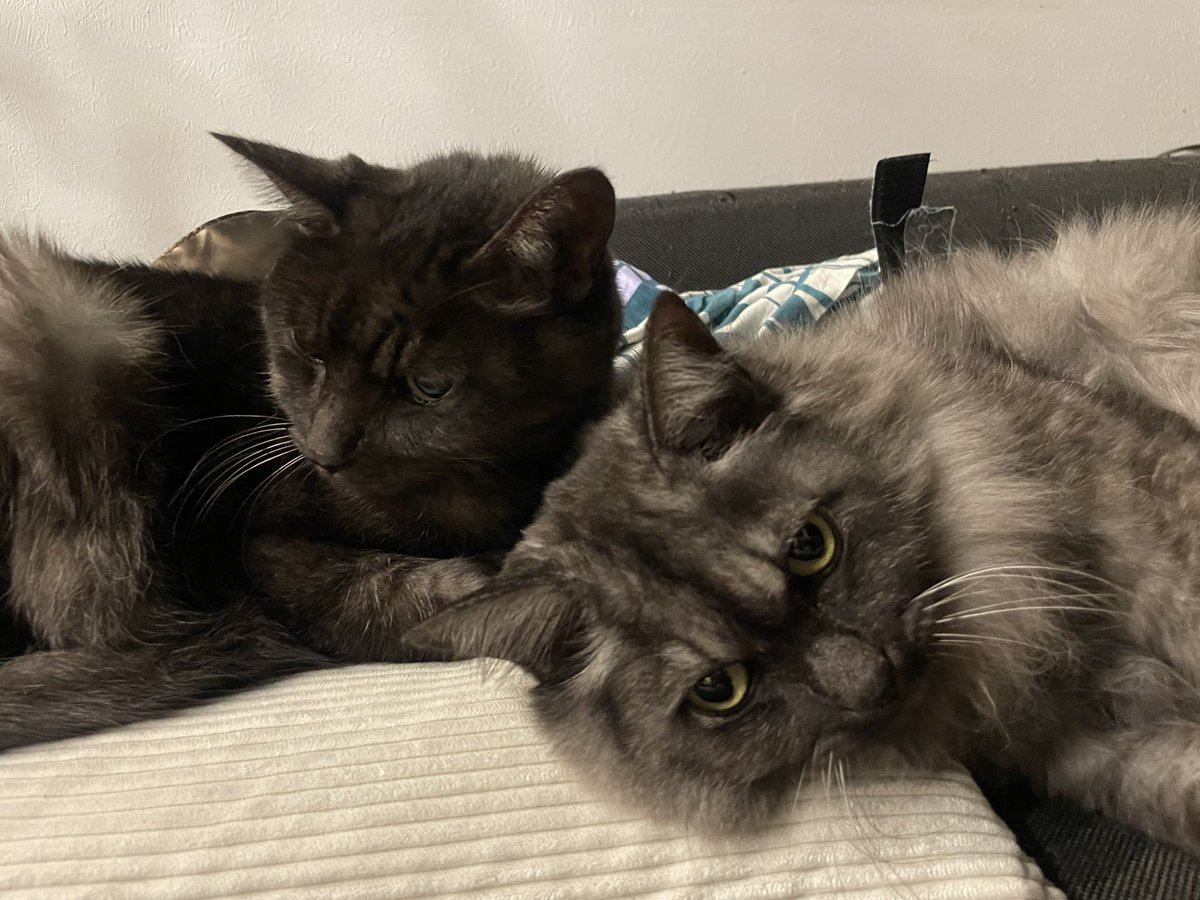 猫教授 (@yaskaz) / Posts / X