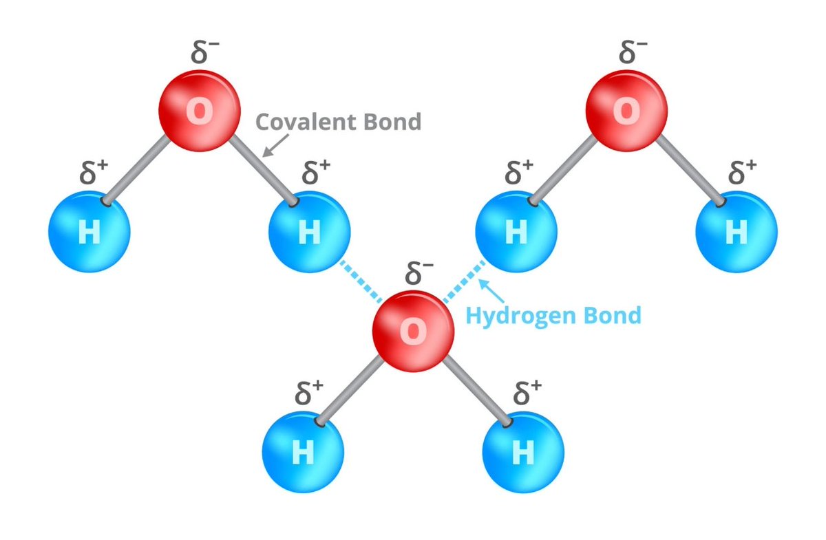 esteridium's tweet image. Si el Oxígeno no fuera un "imán" de electrones (polar), el agua (H2O) sería un GAS a temperatura ambiente. 💨
Sin polaridad, las moléculas no podrían "agarrarse" entre sí (adiós Puentes de Hidrógeno 🤝) y hervirían a -85°C.
Básicamente: Sin polaridad= Sin océanos=Sin vida. 🌍🚫