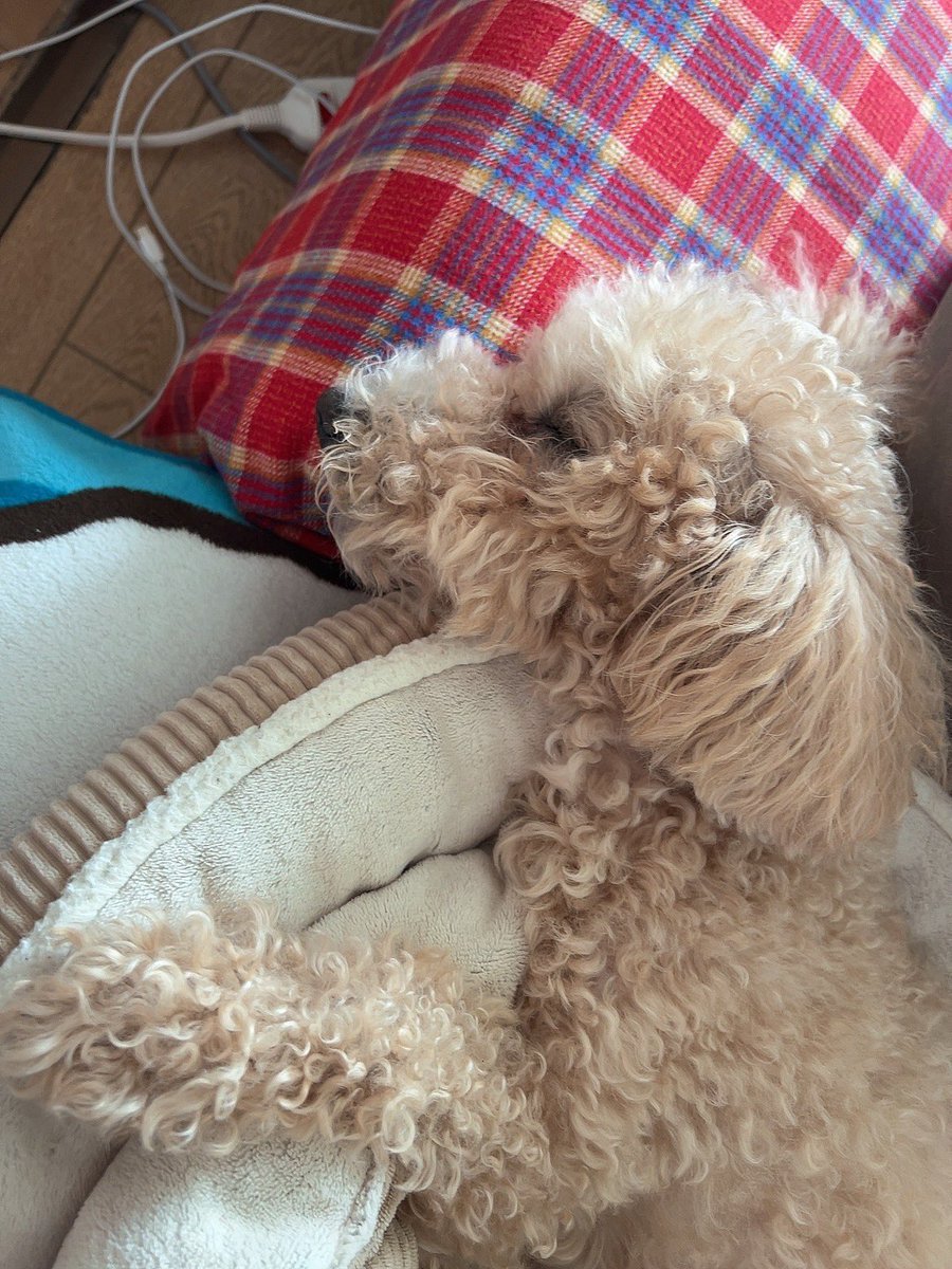 すかぽんたん.@Vtuber (@__Sukapon) / Posts / X