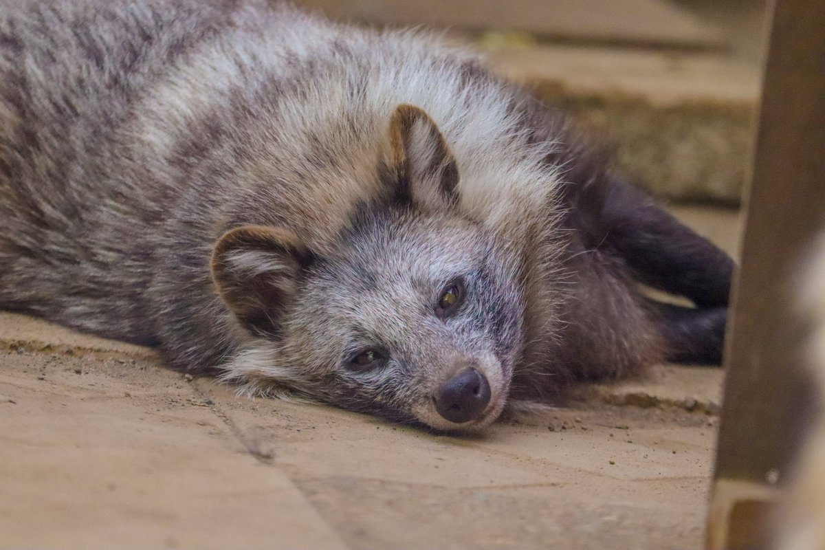 ぽんもち tweet media