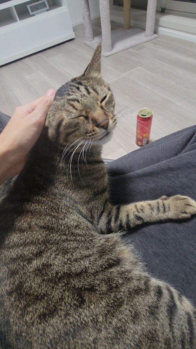 しぴこめᓚᘏᗢ (@chipie0826) / Posts / X