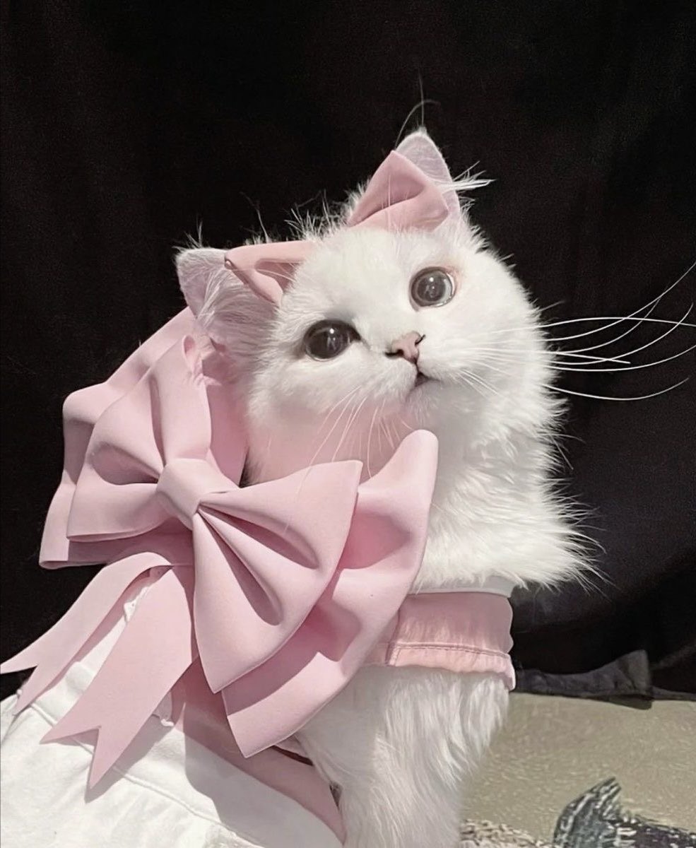 lnthurdae's tweet image. ミ^o̶̶̷̤ ｡ o̴̶̷̤^ミ🎀🎀🤍🐈🪽⊹ ₊˚.