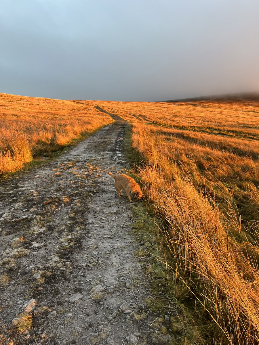 Adrian Boyd tweet media