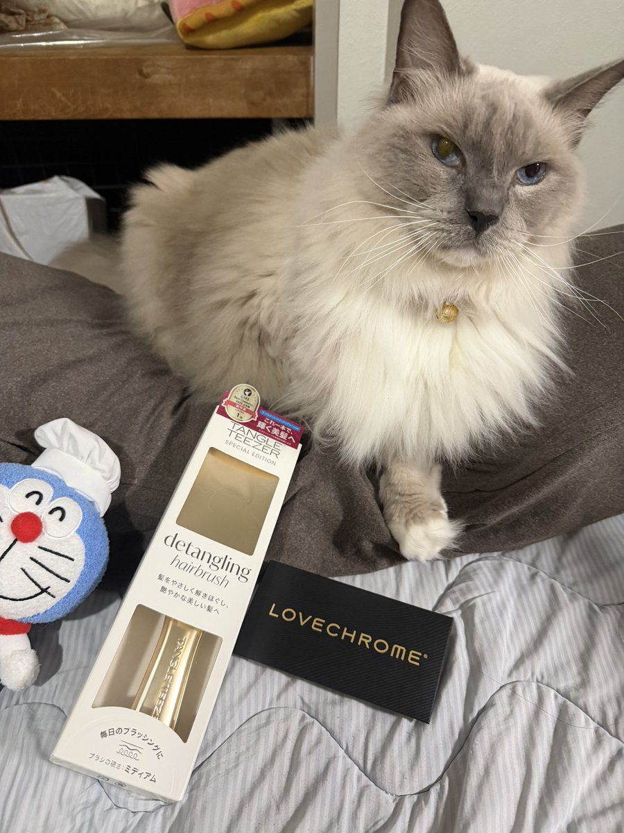 かなめ₍₍ (̨̡ ‾᷄⌂‾᷅)̧̢ ₎₎ (@kaname_zu) / Posts / X