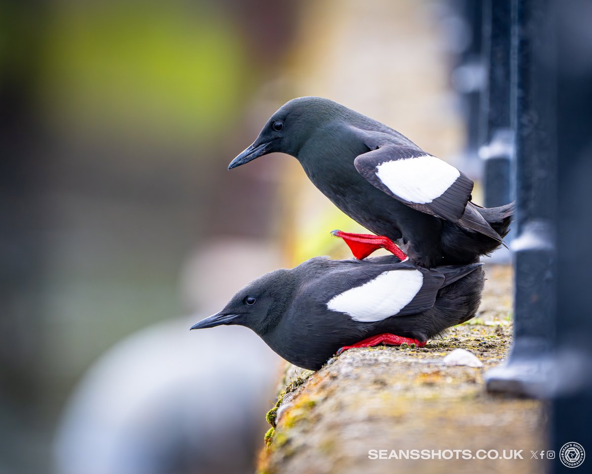 SeansShots tweet media