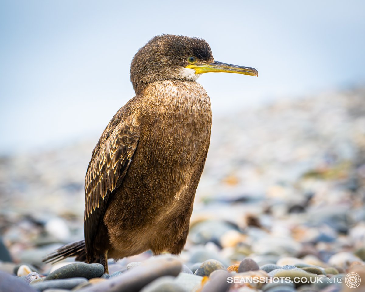 SeansShots tweet media