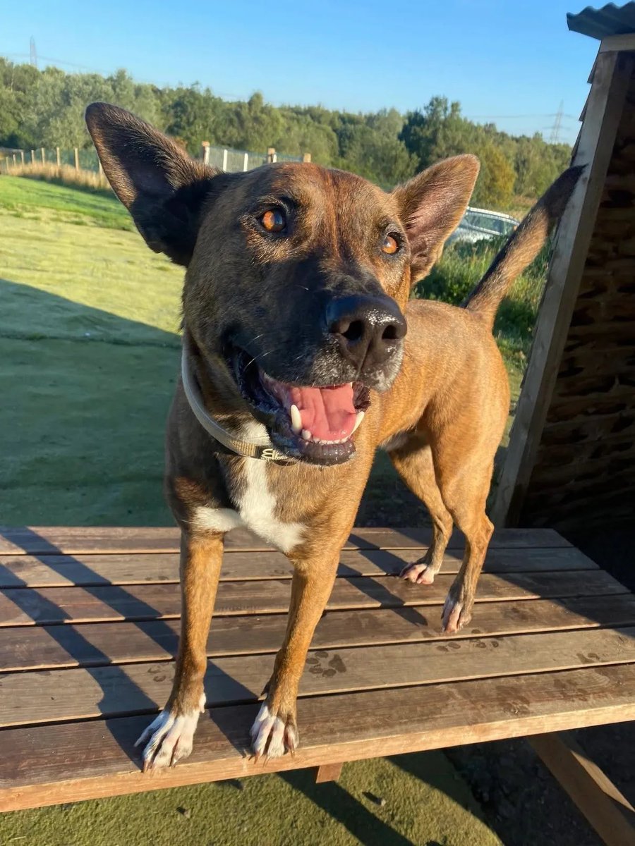 Help2Rehome Scotland tweet media