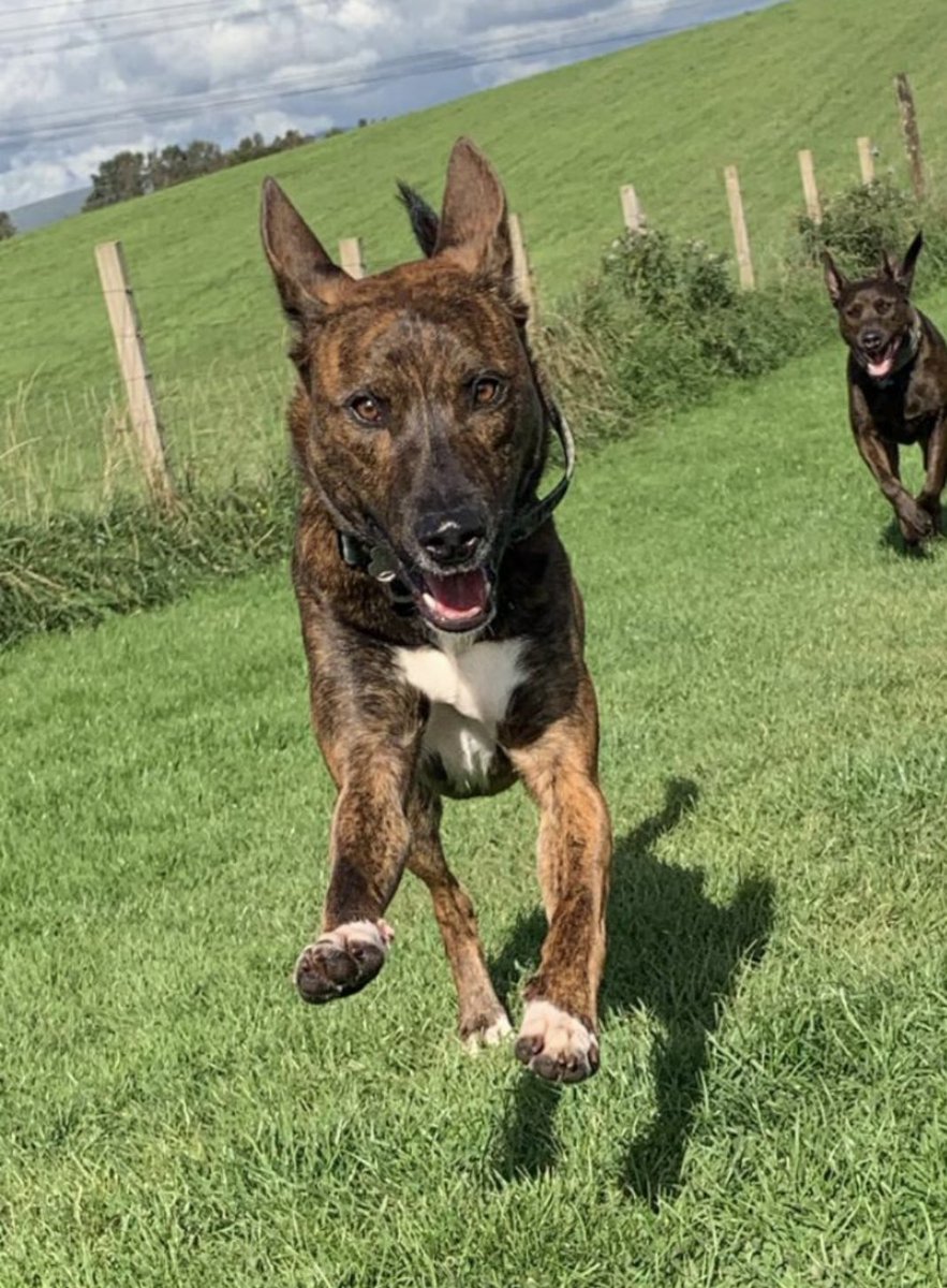 Help2Rehome Scotland tweet media