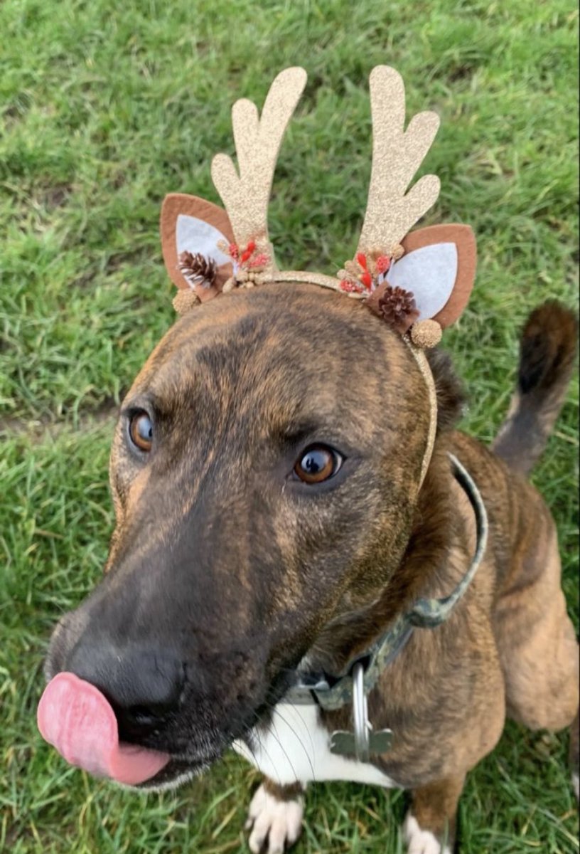 Help2Rehome Scotland tweet media