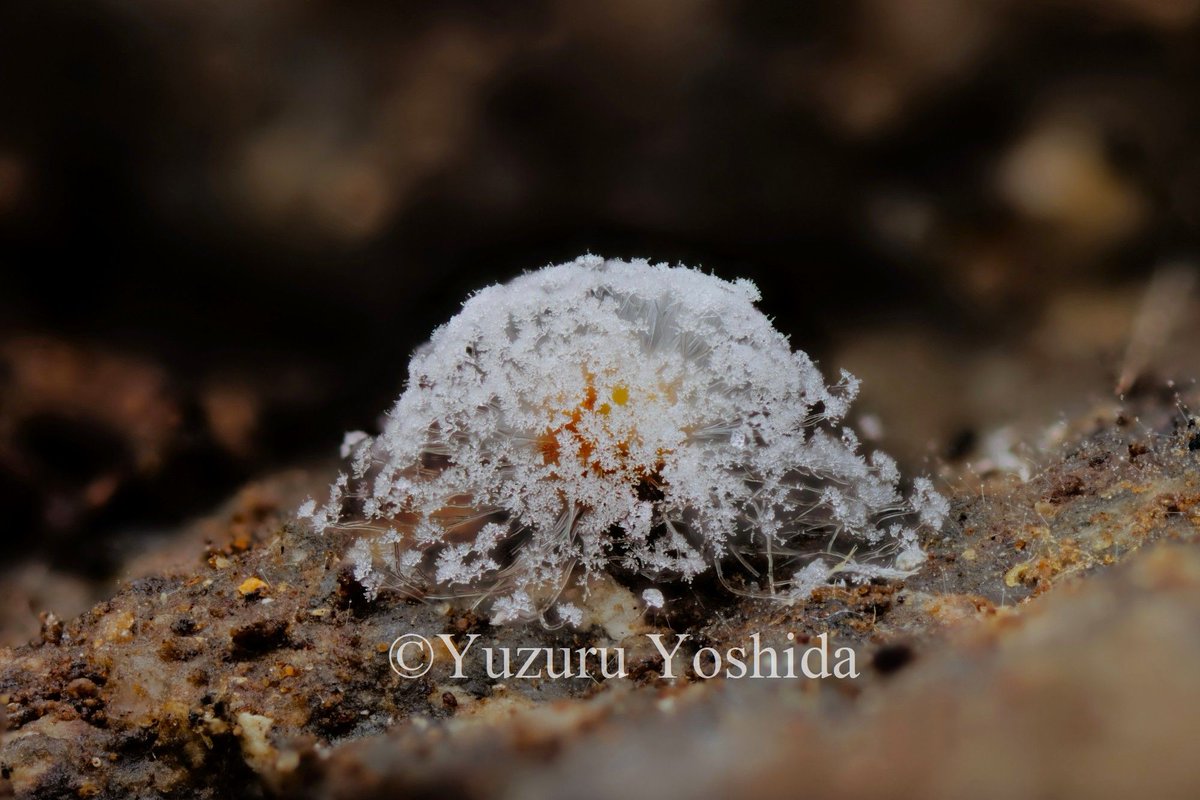 白石 折帖 虫 花など 白石 折帖 虫 花など