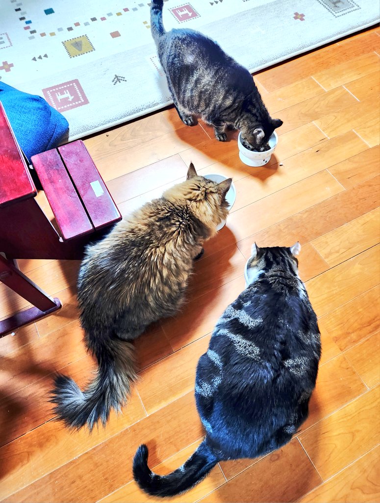 珍しく、仲良く一緒に
カリカリ食べてるー😺
それにしても・・・
ビィさん、巨大過ぎ💦
まずいぞ😞

#猫のいる暮らし𓏲𓎨