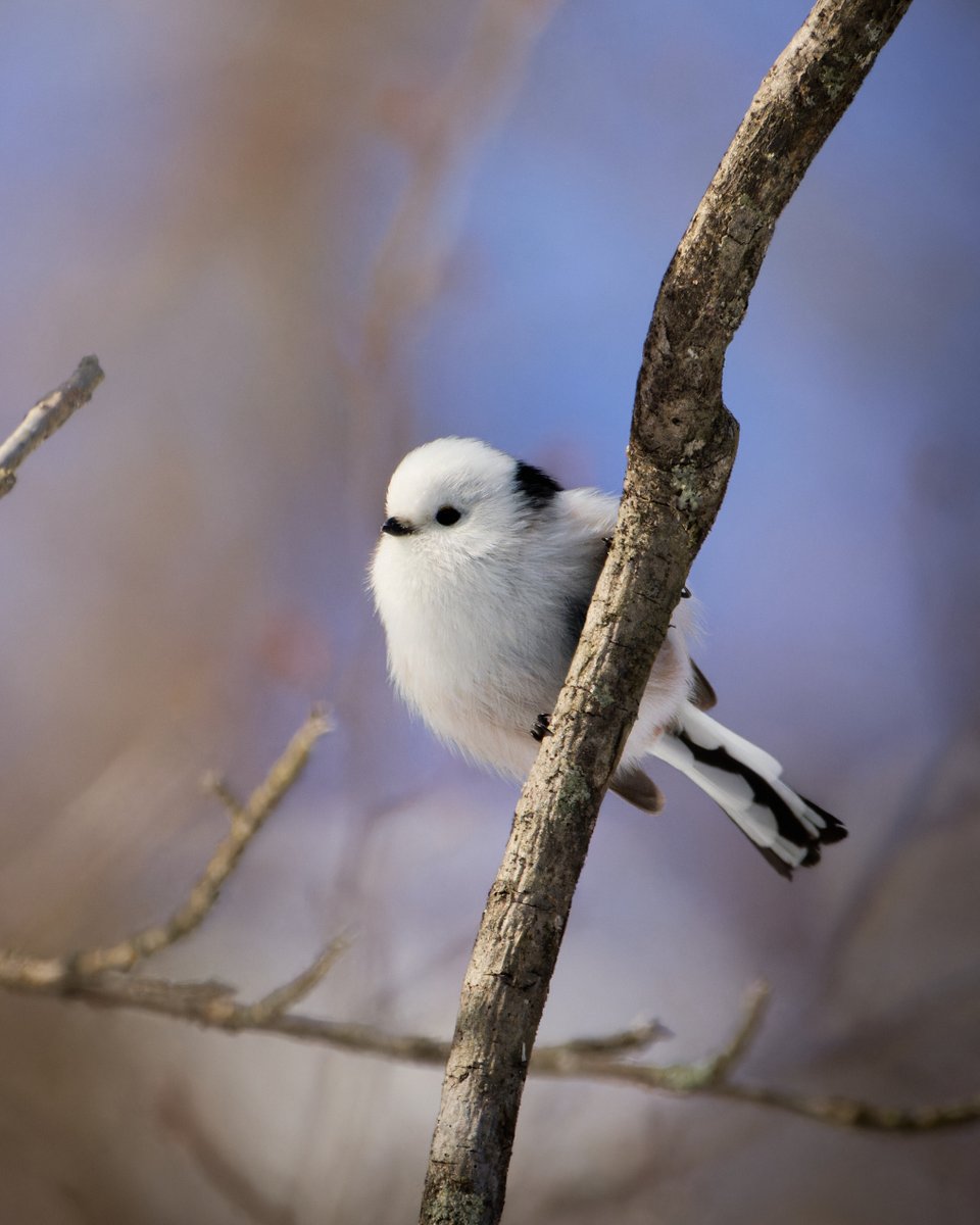 ぺんぺん (@PenguinCamera_Z) / Posts / X