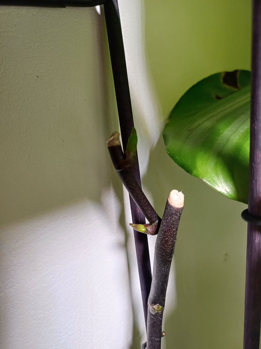 SoberADHDGuy's tweet image. Merry Christmas to me. I have FINALLY got some buds on my orchids, in the jungle 🤭🤭😂😂
#IndoorJungle #Houseplants #gardenersworld