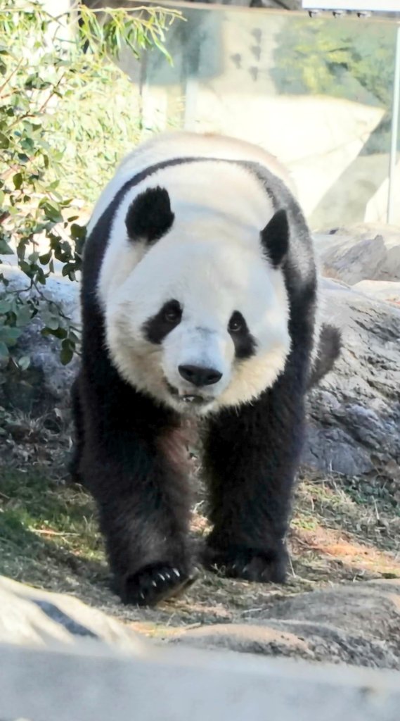 pandakopanda (@panda_kopannda_) / Posts / X