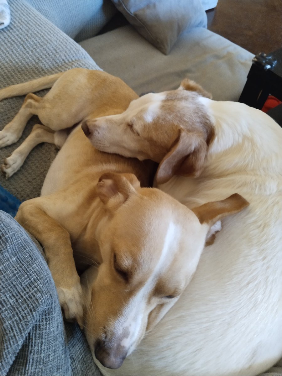 Meracor_'s tweet image. Me los como? ❤️