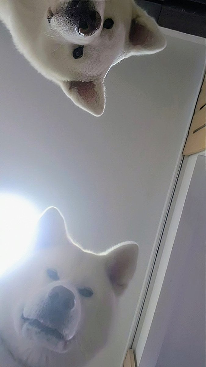 秋田犬こゆきと愉快な仲間達 (@kodomo4dog5) / Posts / X