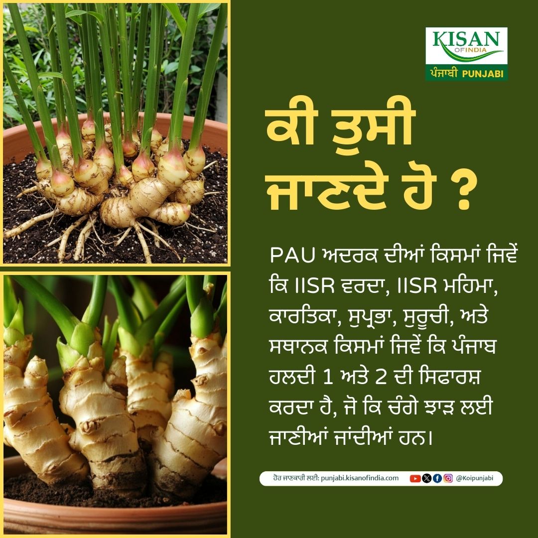 KOIPunjabi's tweet photo. ਸਹੀ ਕਿਸਮ ਚੁਣੋ, ਵਿਗਿਆਨਕ ਅਭਿਆਸਾਂ ਦੀ ਪਾਲਣਾ ਕਰੋ, ਅਤੇ ਅਦਰਕ ਦੀ ਖੇਤੀ ਨੂੰ ਵਧੇਰੇ ਲਾਭਦਾਇਕ ਬਣਾਓ।

#kisanofindia #koipunjabi #kisanofindiapunjabi #gingerfarming #adrakkheti #gingercultivation #paufarming #punjabhorticulture #spicefarming #gingerfarmers #scientificfarming #modernagriculture https://t.co/3r0IMqj3sA