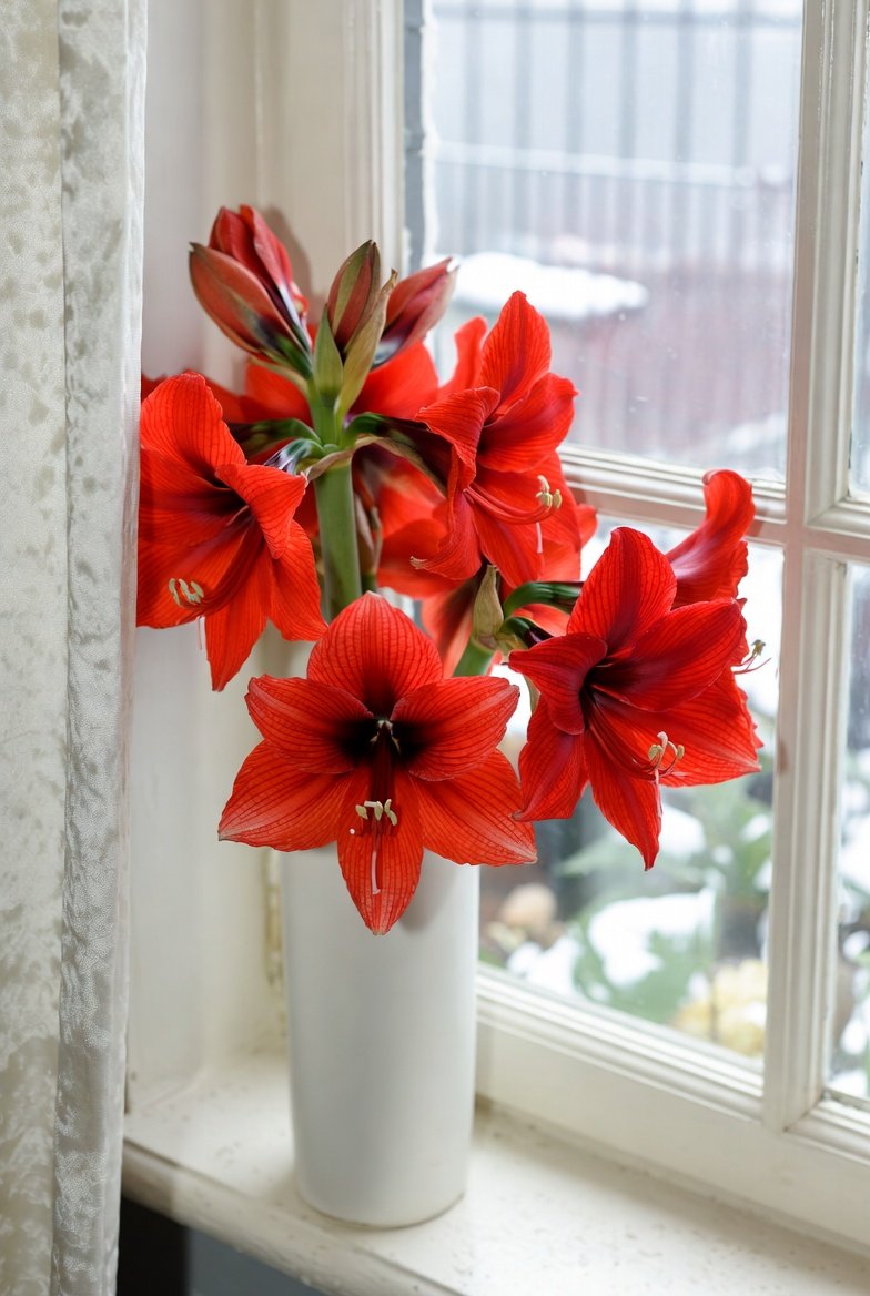 BelinakiD's tweet image. Wishing everyone a very happy weekend, with red Amaryllis, a symbol of love ❤️
#Amaryllis #WinterFlower #HolidayBloom #SaturdaySplendor