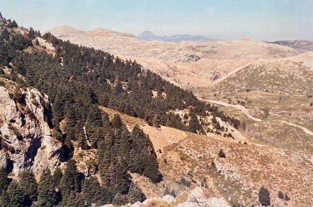 jpinod02's tweet photo. Pinsapar de Cuberos y Las Arenitas en 1988 (fotografía de José Pino-Díaz).

A la derecha de la imagen se observa parte de la superficie arrasada por el incendio forestal de diciembre de 1979. 

Fuentes:

https://t.co/Ng41daypXc

https://t.co/WPfbSv03Yt https://t.co/0IbNoh0GDn