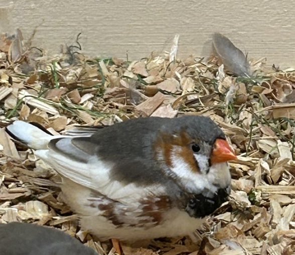 ✨️お迎え報告✨️

キンカチョウさん4羽同じおうちに仲良くお迎えされました!!

新しいお家でも仲良くね💕︎
⁡
#ふくろうカフェRicky仙台店犬カフェ+
 #ペットショップRicky #キンカチョウ #お迎え報告