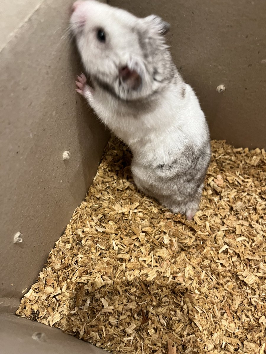 ✨️お迎え報告✨️

デグーとシリアンハムスターそれぞれお家にお迎えされました！

新しいお家で幸せにね💞
⁡
#エキゾチックアニマルカフェricky仙台泉店 #ペットショップricky #泉大沢イオン #デグー  #シリアンハムスター
 #お迎え報告