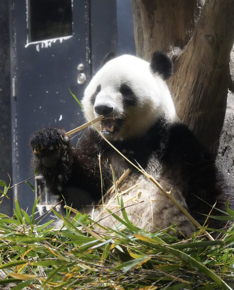 上野の坊ちゃん🐼
2025.12.23-24 📷

#上野動物園 
#ジャイアントパンダ 
#シャオシャオ
#シャオレイ
#シャオシャオレイレイありがとう