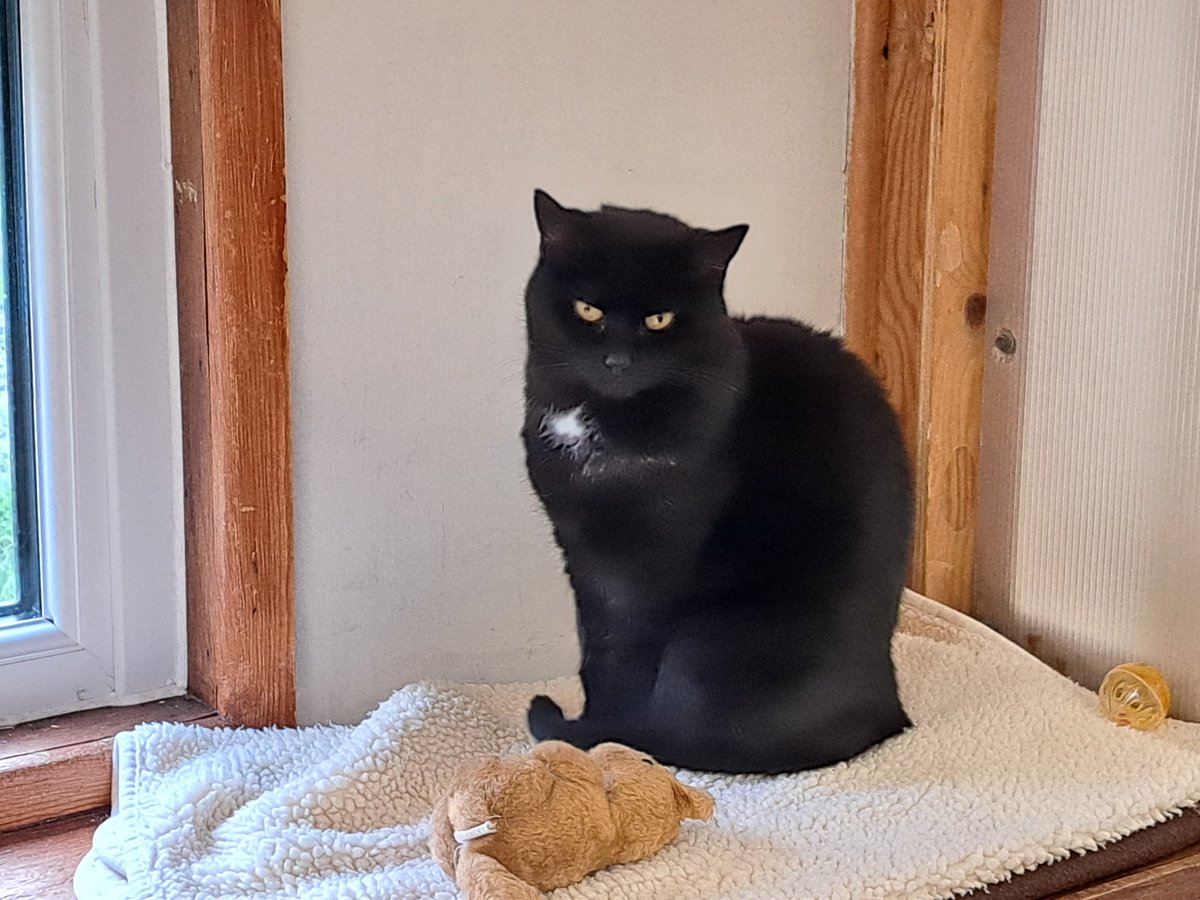 animalswilmslow's tweet image. Our beloved site cat, Daphne (age 12), is done with barn dust (achoo!) 🤧 
Looking for a calm home ❤️ Could it be yours?heswilmslow.co.uk/daphneor or phone 01625 520 802.
#adoptdontshopuk #catsuk #catadoptionuk #seniorcatsuk #rescuecat #ukcats