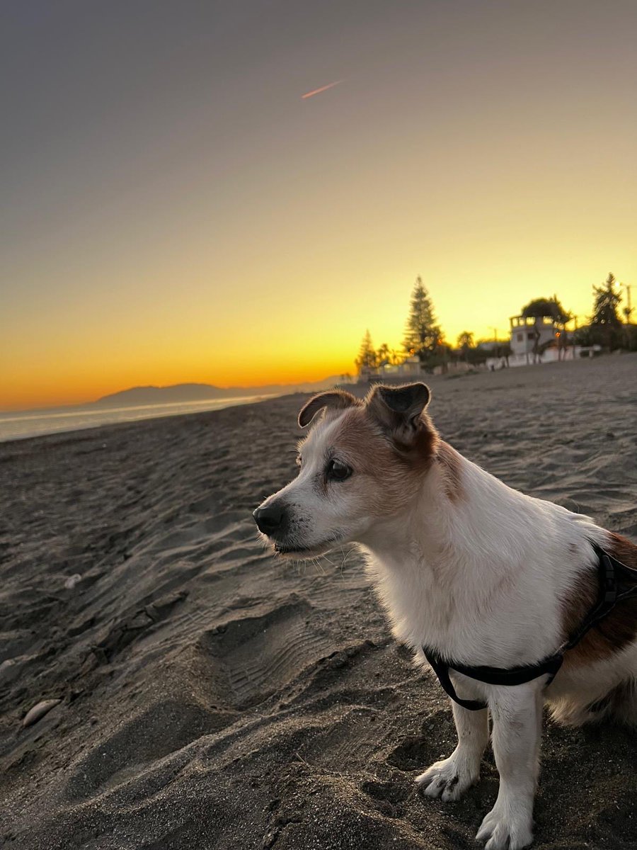 Tal día como hoy, paseando por Córdoba mientras diluviaba, me encontré a Rayo, un pequeño perro que había sido abandonado. Han pasado 12 años y desde entonces somos inseparables. Qué importante es adoptar y no comprar (menos en Navidad). Si alguien quiere un 🐶ir a protectoras 🙏