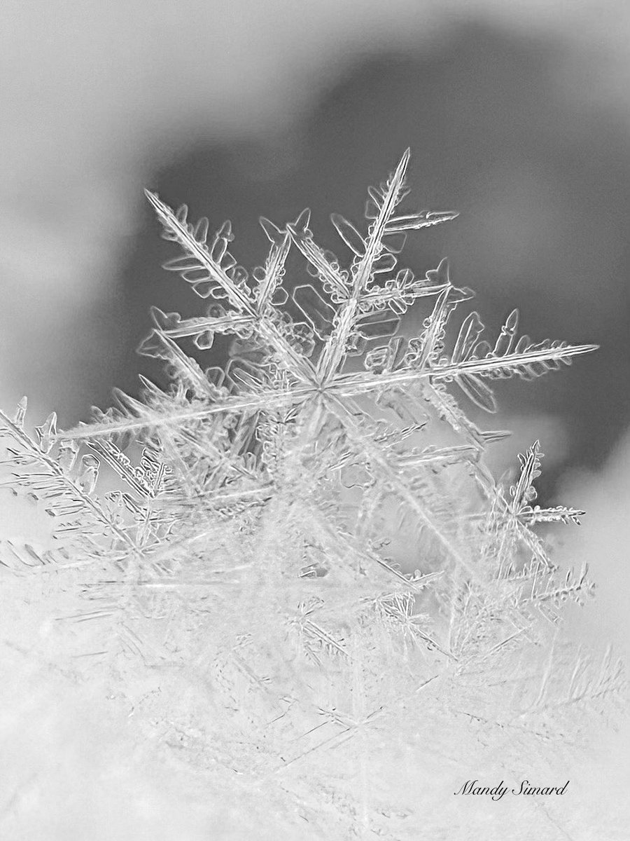 Mandy Simard tweet media