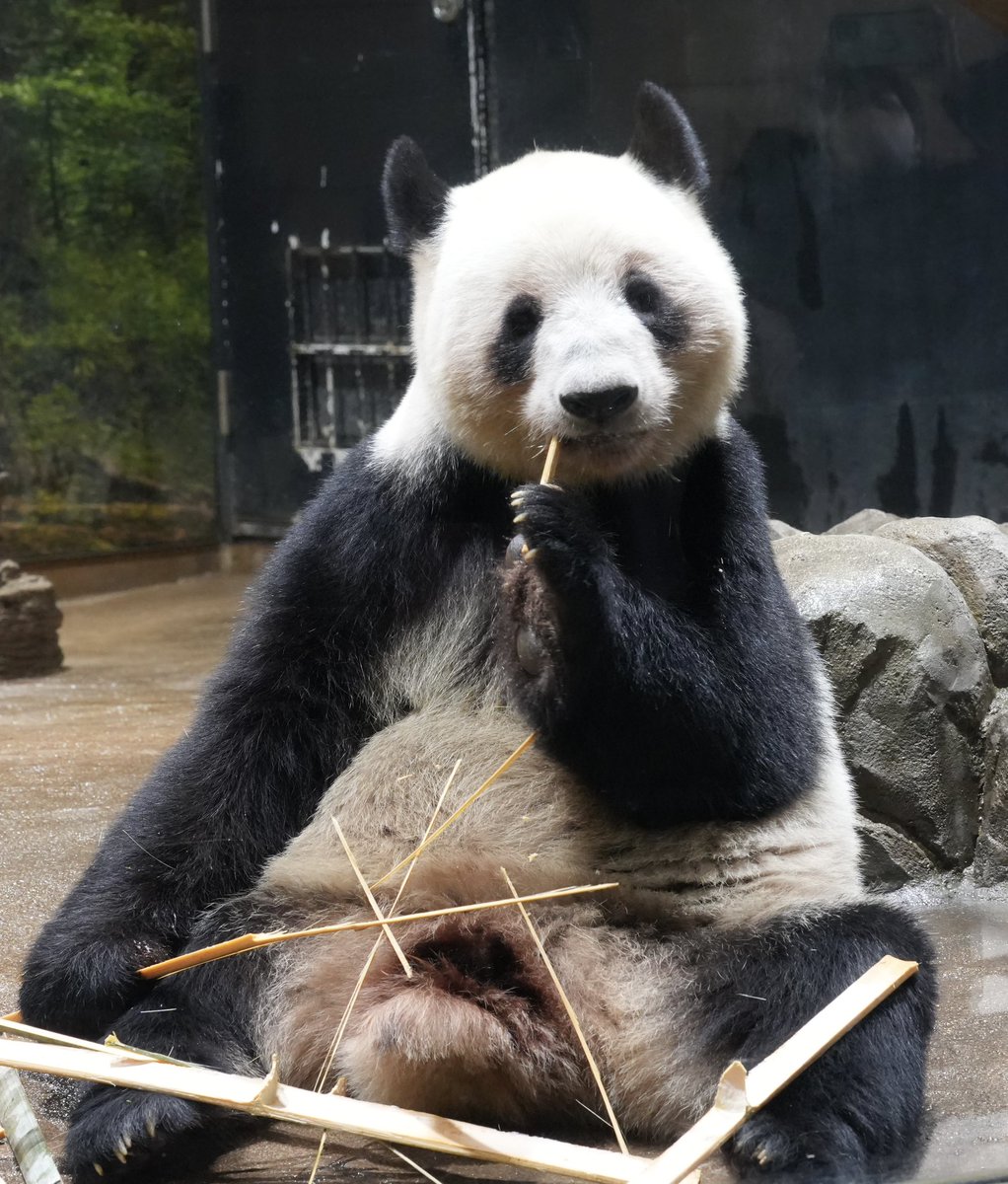 上野の嬢ちゃん🐼
2025.12.24 📸

#上野動物園
#ジャイアントパンダ
#レイレイ
#シャオレイ
#シャオシャオレイレイありがとう