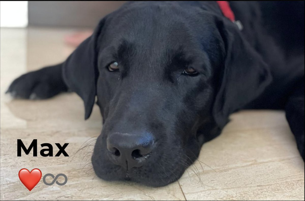 December shattered my world; farewell to my sweetest ever Max.

The house is quieter now, but my heart still hears you. You weren’t just my dog. You were my everyday, and now every day I miss you. 

RIP Gundya ❤️
