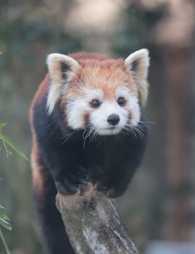 きゅるるん🐾

#埼玉県こども動物自然公園
#レッサーパンダ #リン
2025.12.27