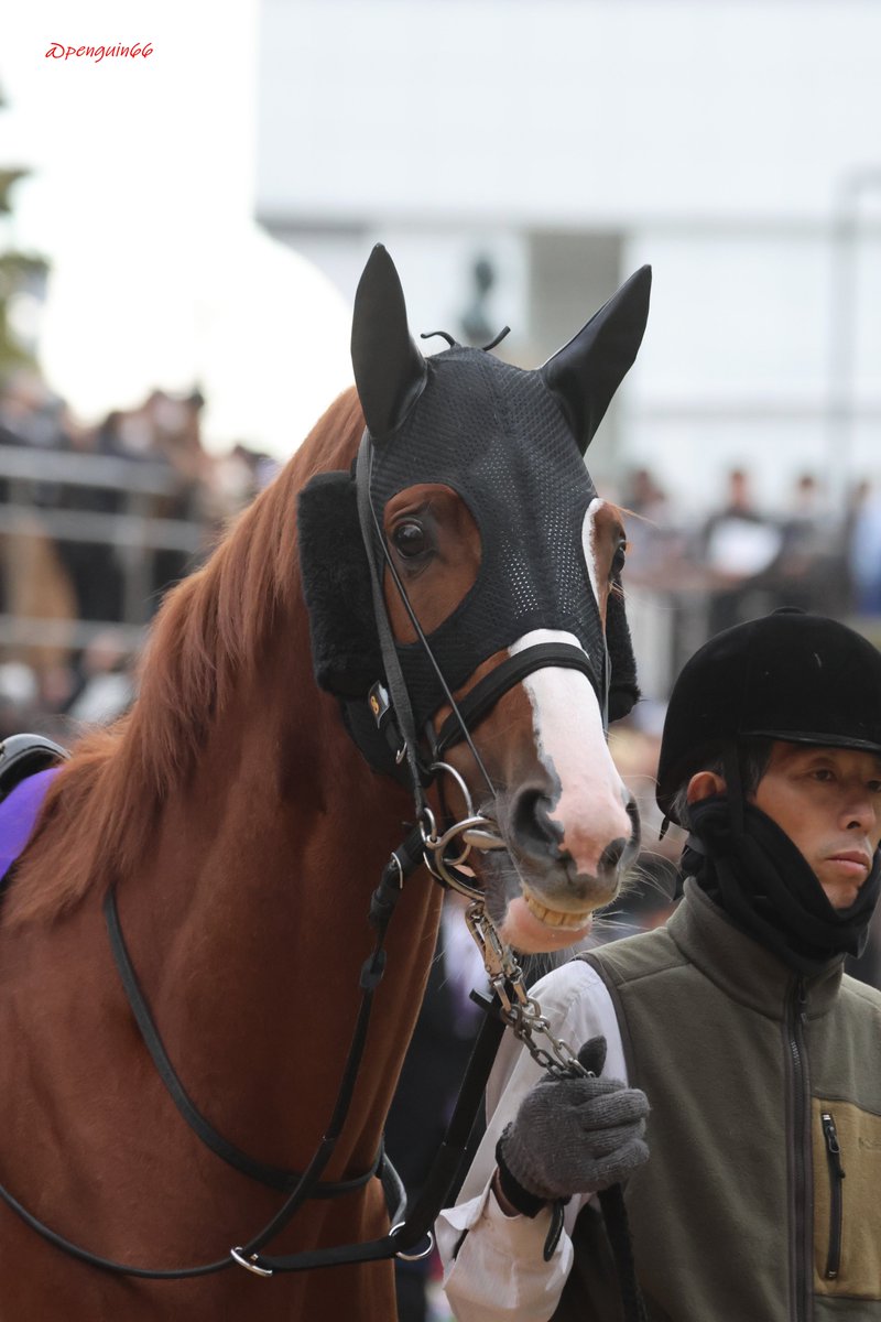 しろまる (@shiro1maru) / Posts / X