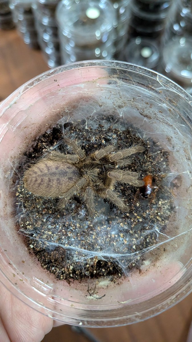 奇蟲屋 榊（タランチュラ通販店) (@spider_sakaki) / Posts / X