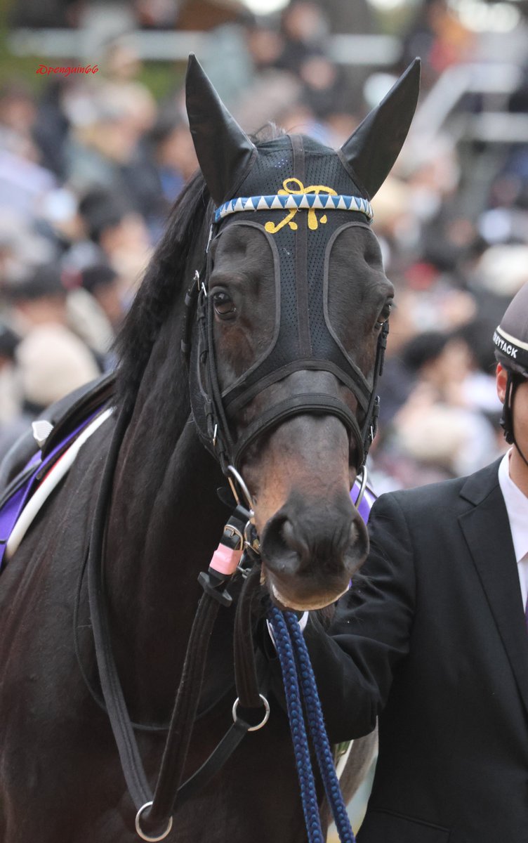 しろまる (@shiro1maru) / Posts / X